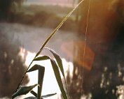 lanscht sauer hierscht 1972_006 My beautiful picture