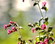 lanscht sauer 22.5. 1977_007