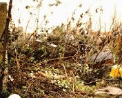 Kamein_007 My beautiful picture