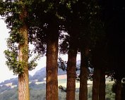 Vëlosdag 16.6._006 My beautiful picture