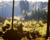 Sturm 5.5.90_002 My beautiful picture