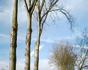 de Ritwee erof 27.2.1995_006 My beautiful picture