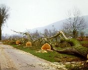 de Ritwee erof 27.2.1995_016 My beautiful picture